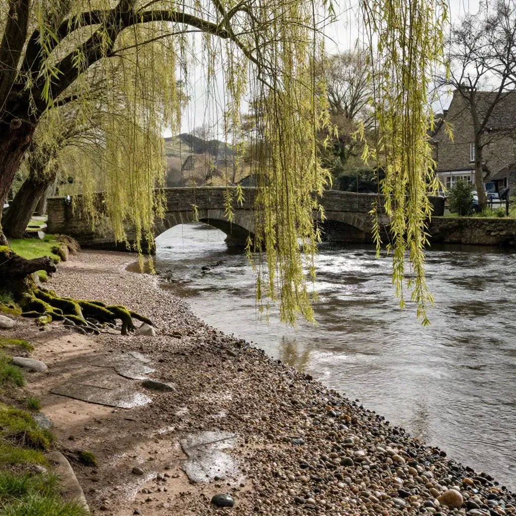 Riverbank pebbles, willow branches, and an old stone bridge on the Wye in sunlight